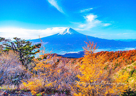 20161113-mitsutoge052